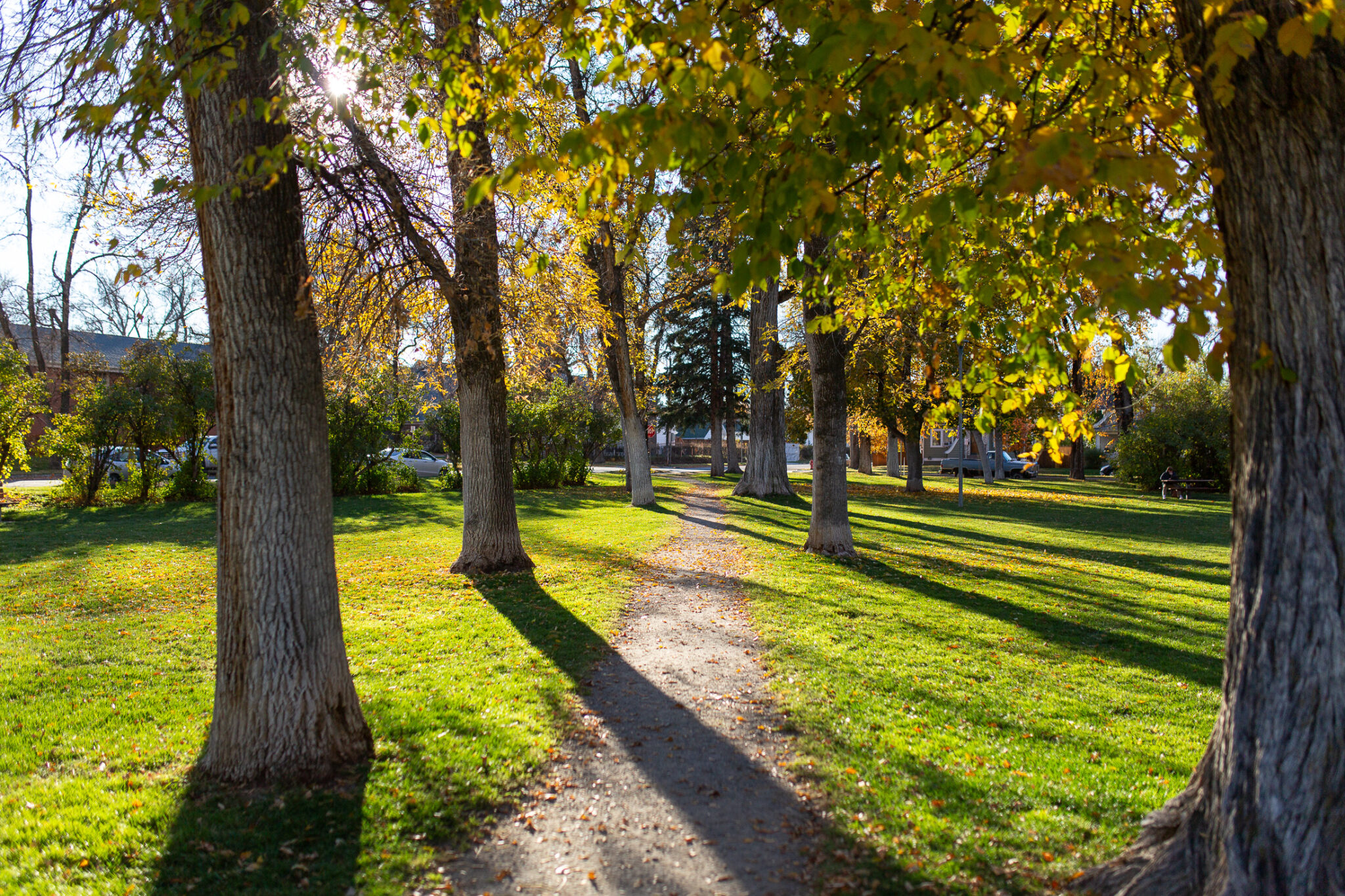 Tree-lined gravel path through Cooper Park in autumn, Bozeman